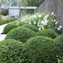 Buxus bol